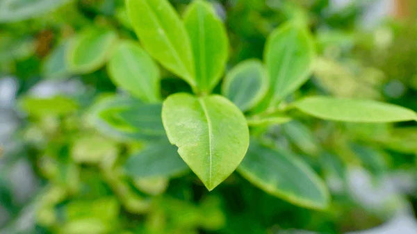 From the Andes to Your Routine: The Power of Coca Leaf Explained
