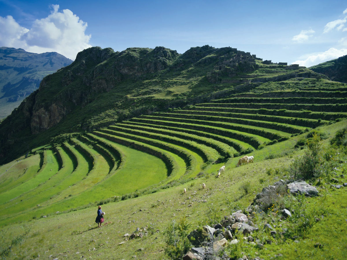 The Ancient Energy Secret: How Coca Leaf Fuels Modern Focus