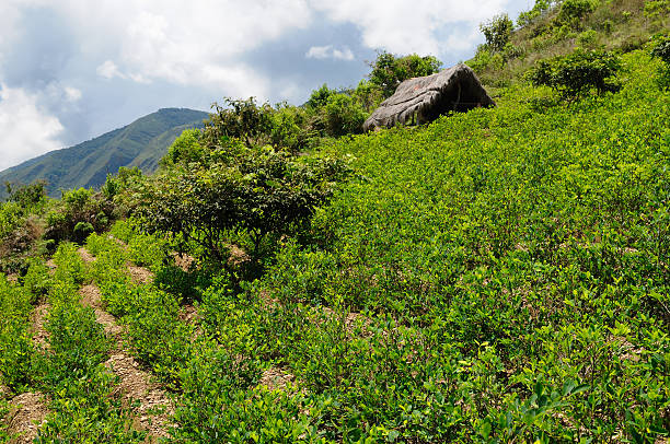 Clean Energy, Clear Mind: Why Coca Leaf Is Making a Comeback